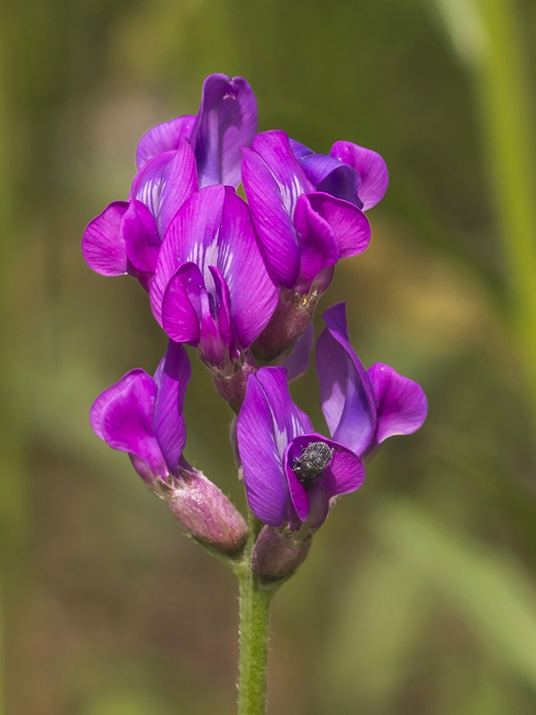 Изображение особи Oxytropis uralensis.