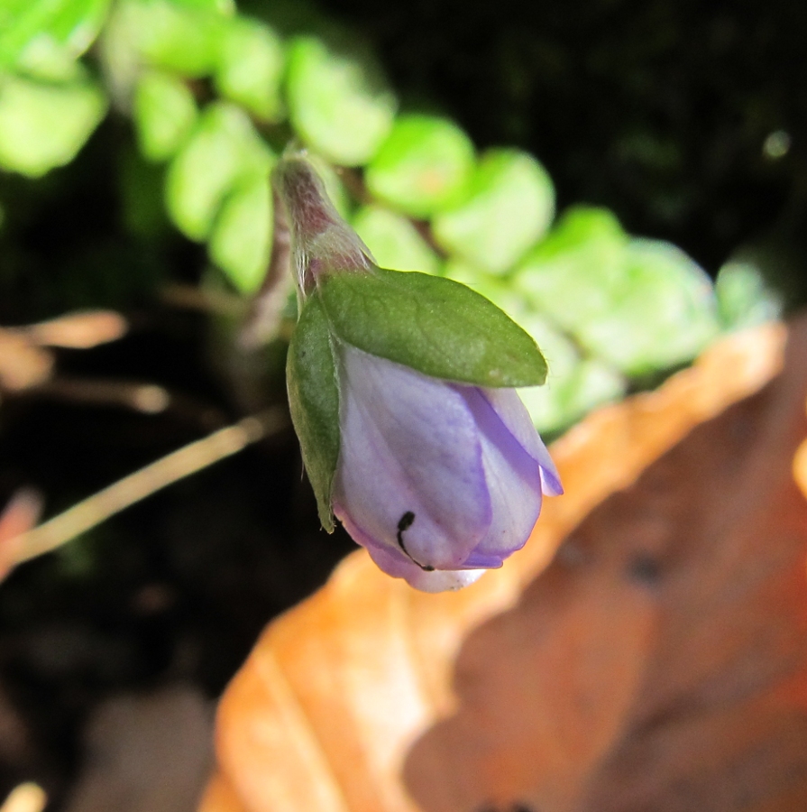 Image of Hepatica nobilis specimen.