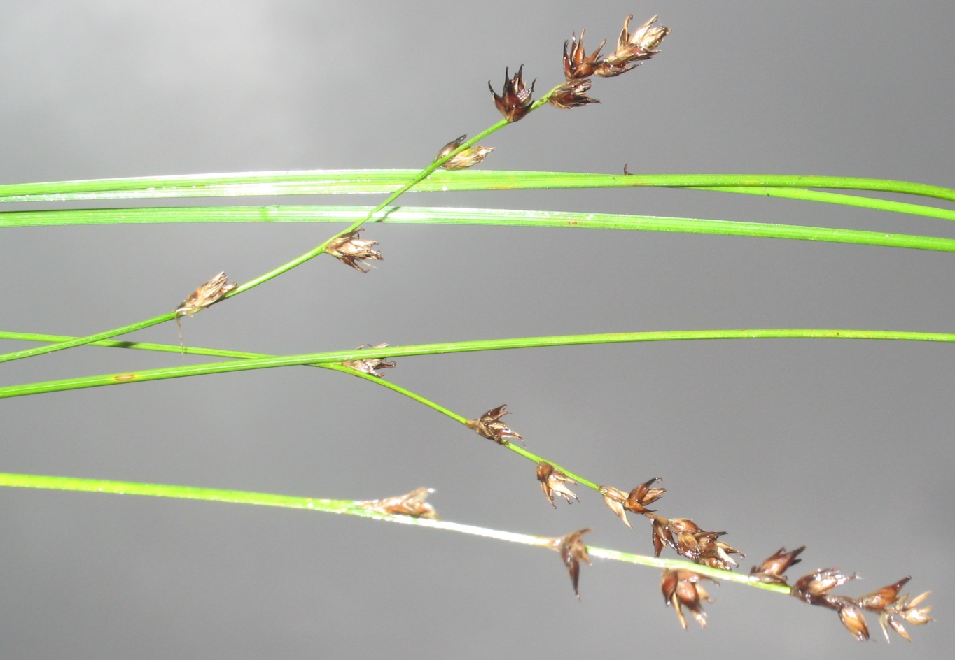 Image of Carex divulsa specimen.