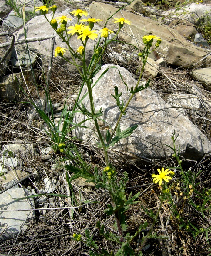 Изображение особи Senecio subdentatus.