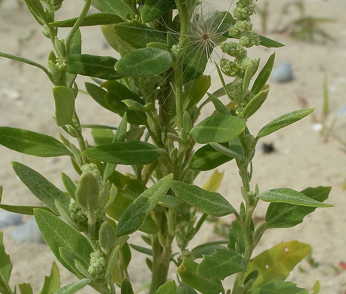 Image of Chenopodium strictum specimen.