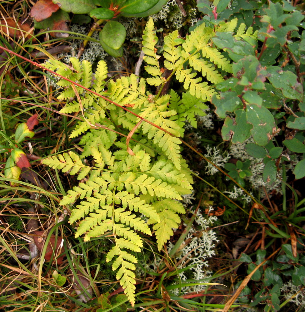 Image of Dryopteris expansa specimen.