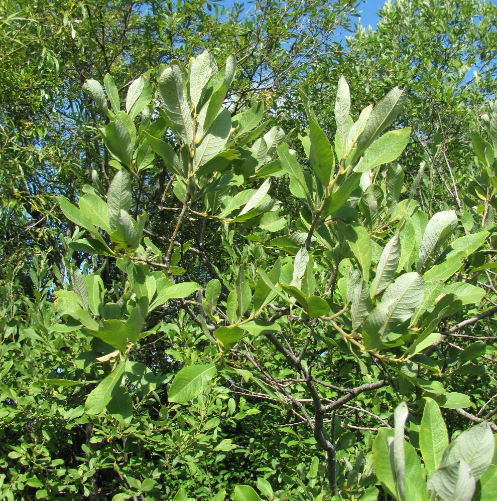 Image of Salix cinerea specimen.