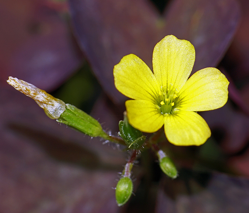 Image of Oxalis stricta specimen.