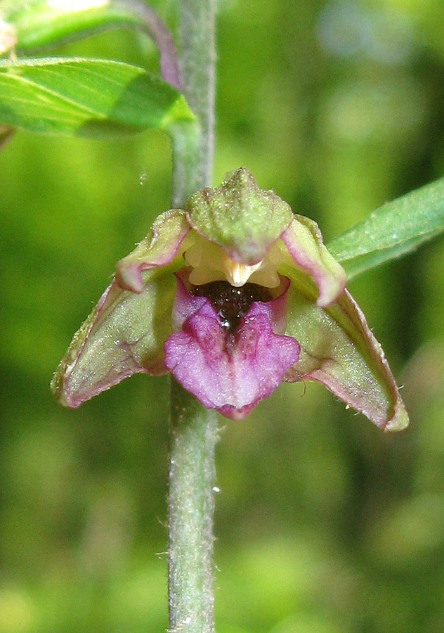 Image of Epipactis helleborine specimen.