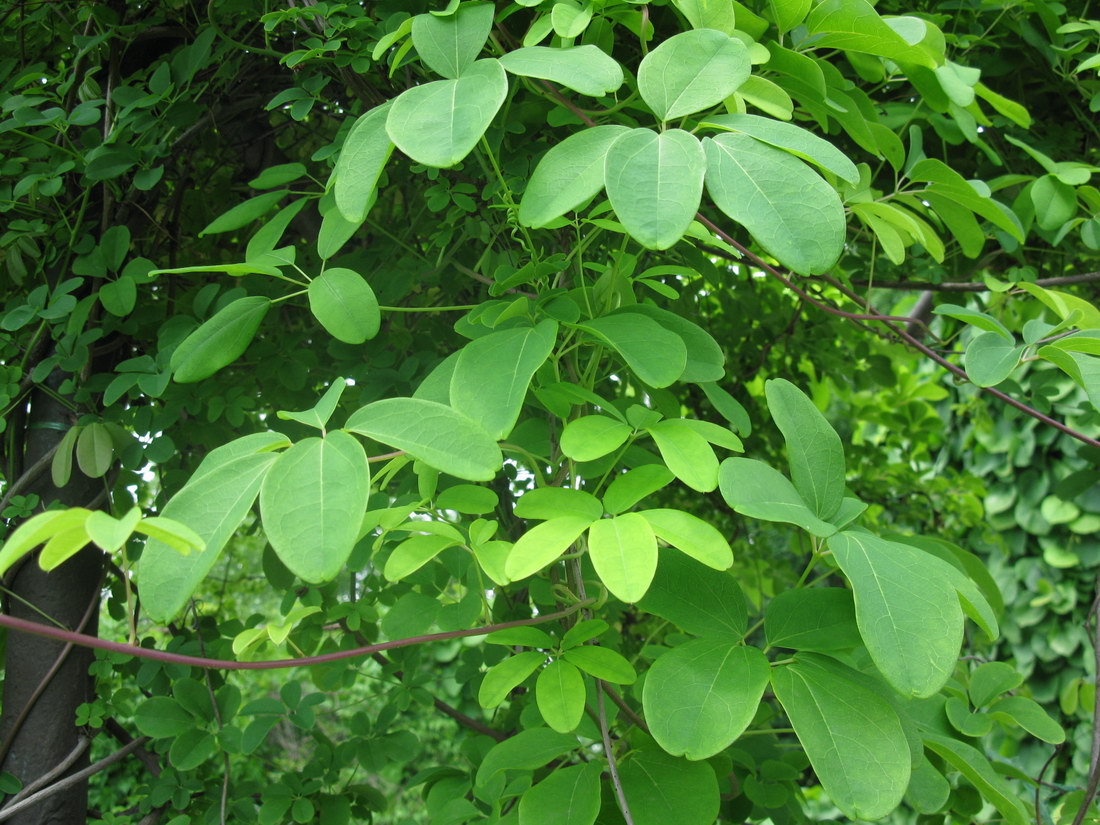 Image of Akebia quinata specimen.