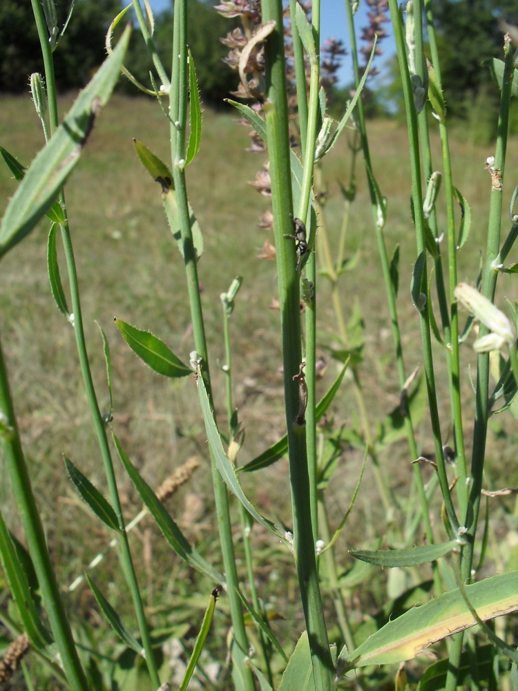 Изображение особи Chondrilla latifolia.