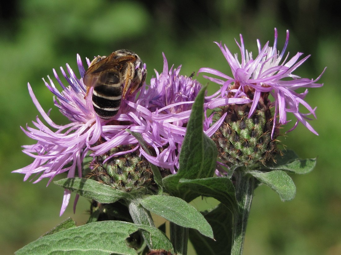 Изображение особи Centaurea abbreviata.