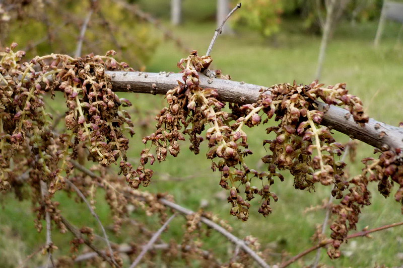 Image of Coriaria sinica specimen.