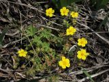 Potentilla heptaphylla