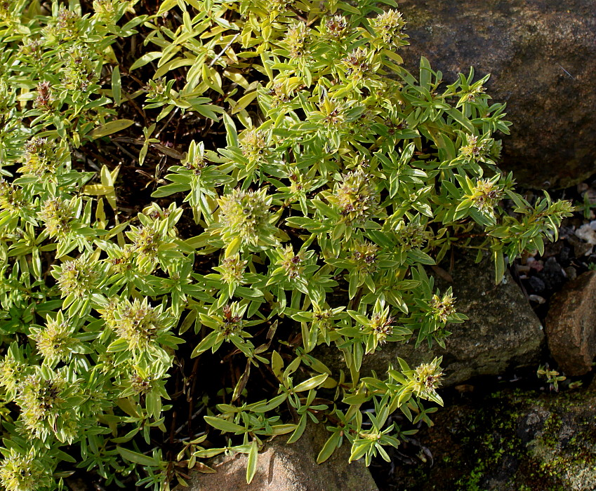 Image of Satureja montana specimen.