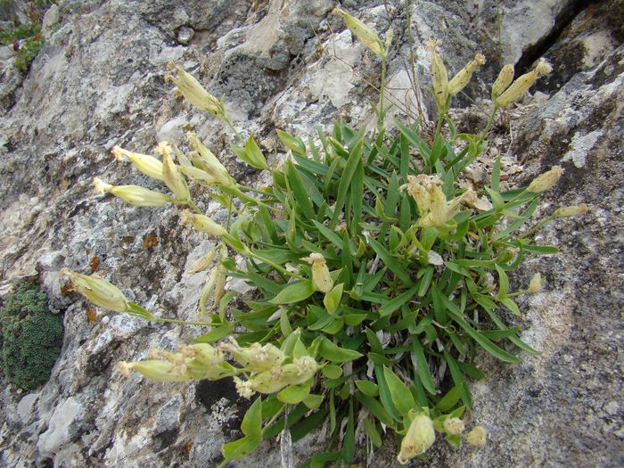 Image of Silene adenopetala specimen.