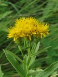 Inula germanica. Соцветия. Украина, г. Запорожье, о-в Хортица. 26.06.2010.