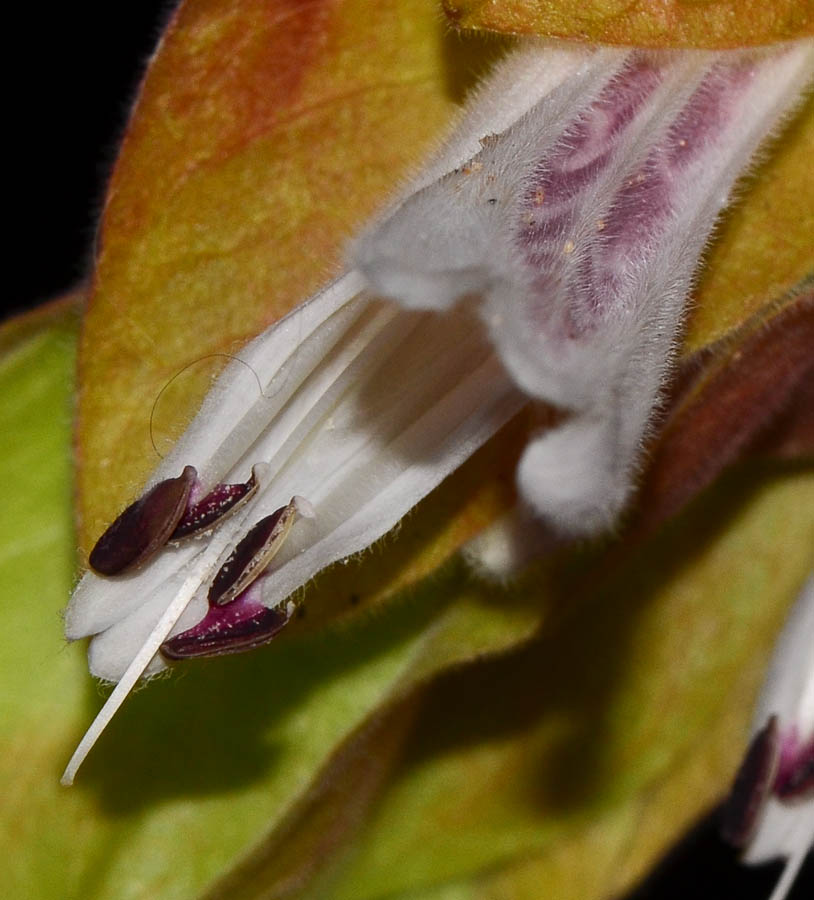 Image of Justicia fulvicoma specimen.