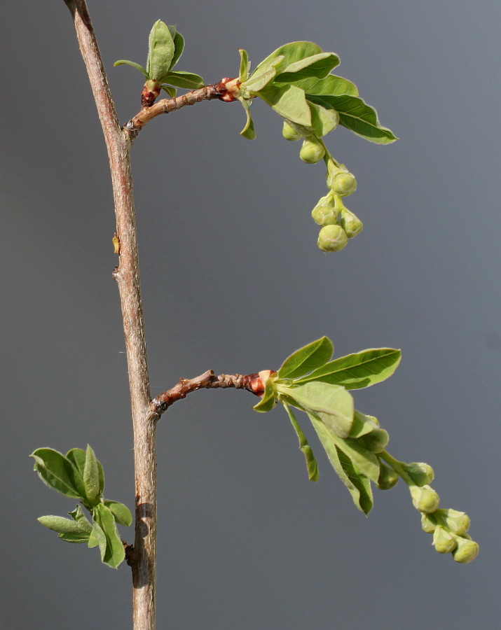 Image of Exochorda racemosa specimen.