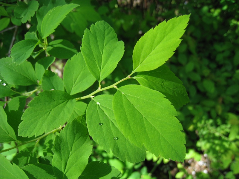 Изображение особи Spiraea chamaedryfolia.