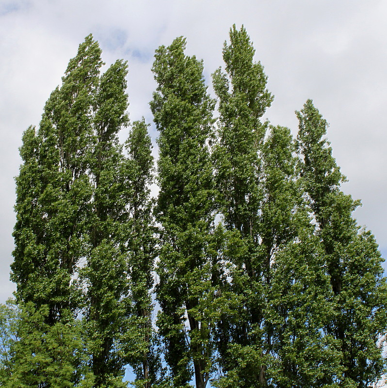 Image of Populus italica specimen.