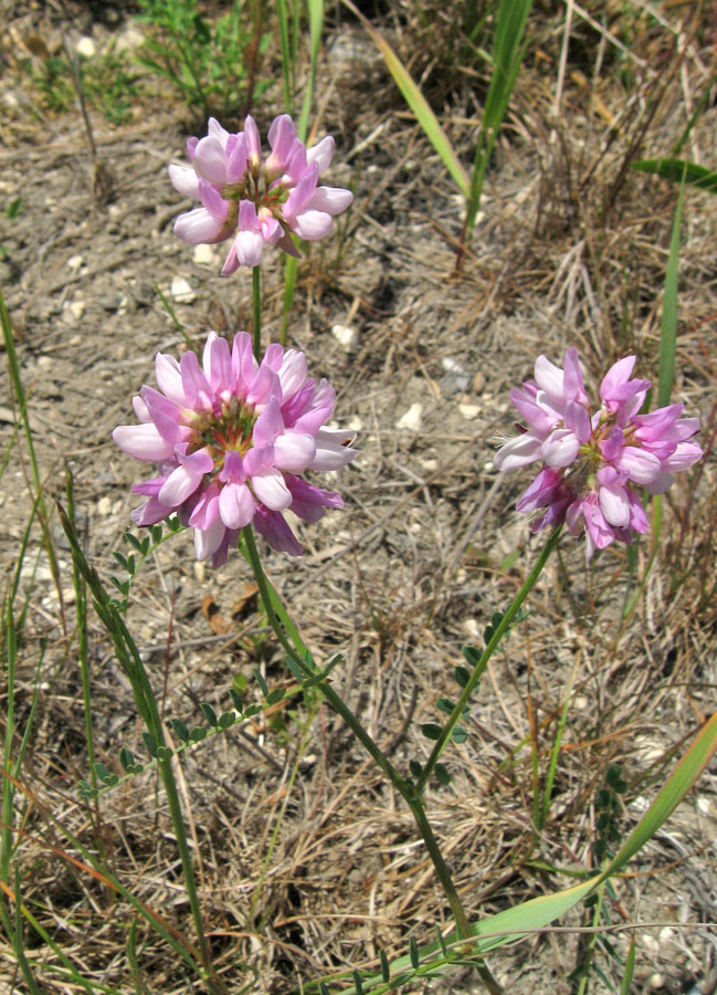 Image of Securigera varia specimen.