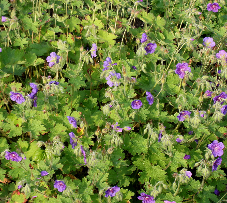 Image of Geranium ibericum specimen.