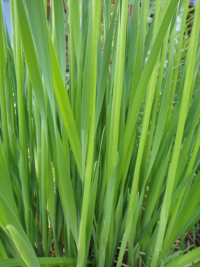 Image of Iris sanguinea specimen.