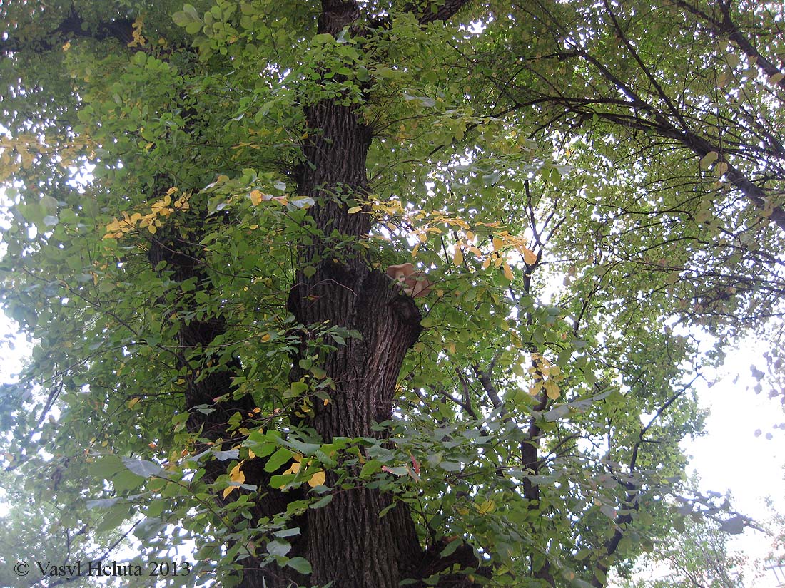 Image of genus Ulmus specimen.