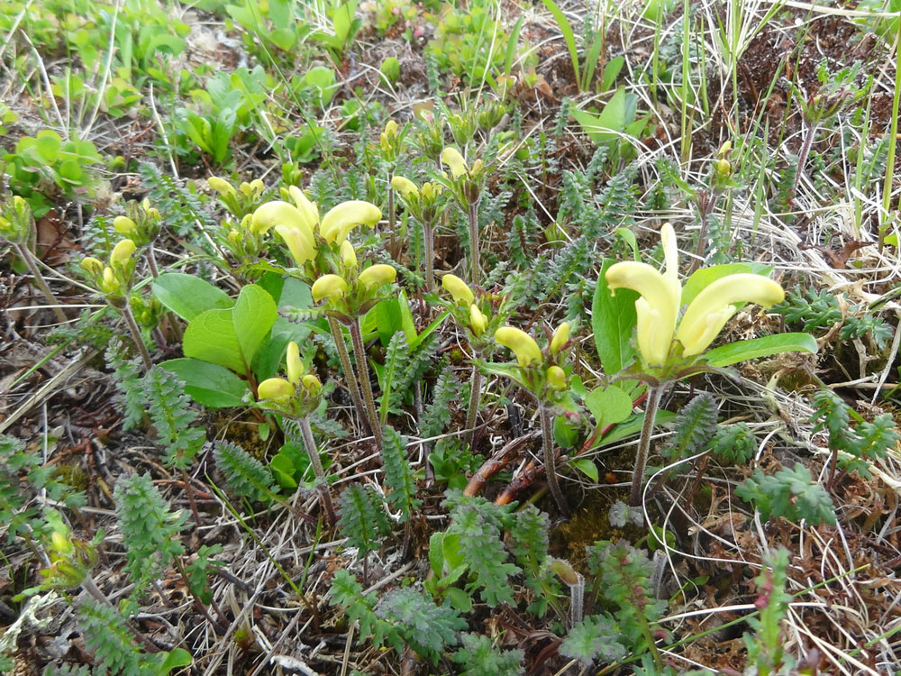 Изображение особи Pedicularis capitata.