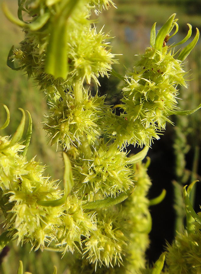 Image of Rumex maritimus specimen.