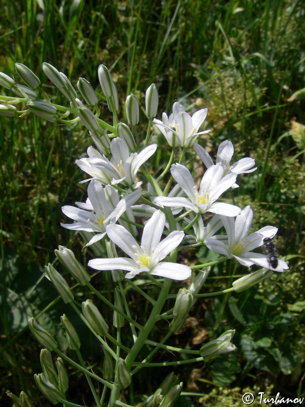 Image of Ornithogalum ponticum specimen.