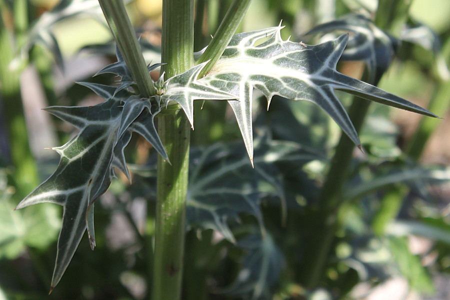 Изображение особи Eryngium variifolium.