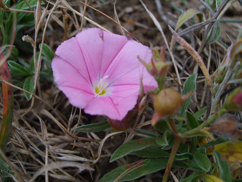 Изображение особи Convolvulus lineatus.