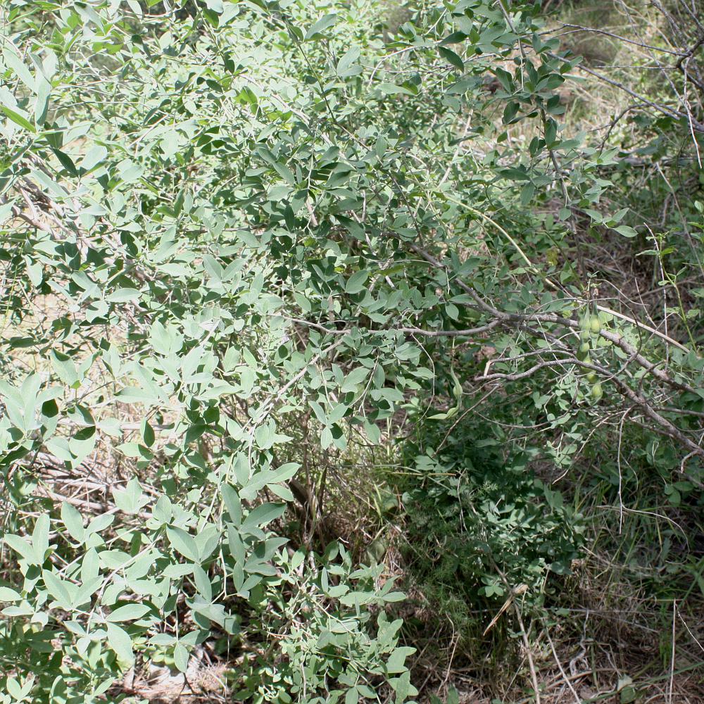 Image of Anagyris foetida specimen.