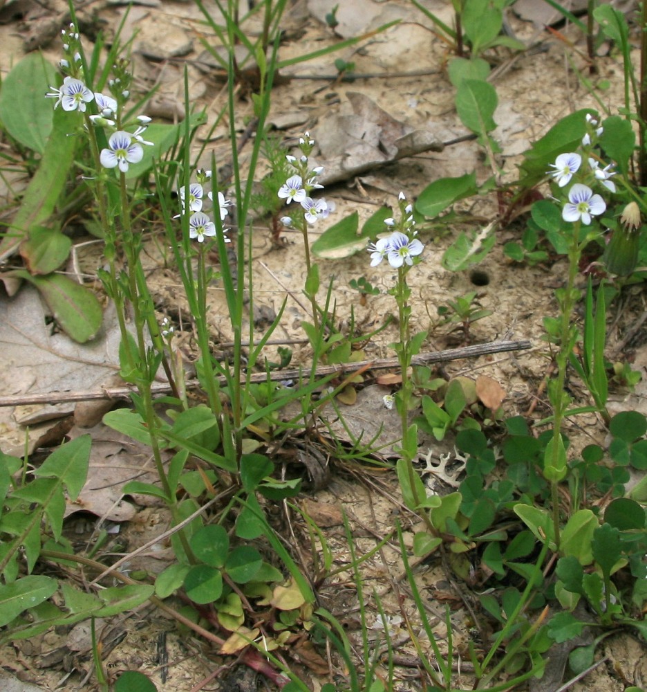 Image of Veronica serpyllifolia specimen.