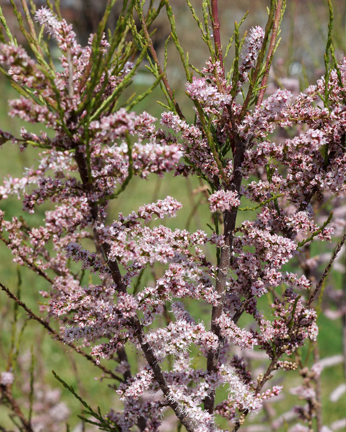 Image of Tamarix tetrandra specimen.