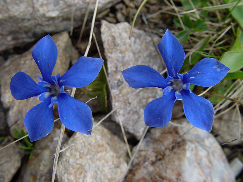 Image of Gentiana angulosa specimen.