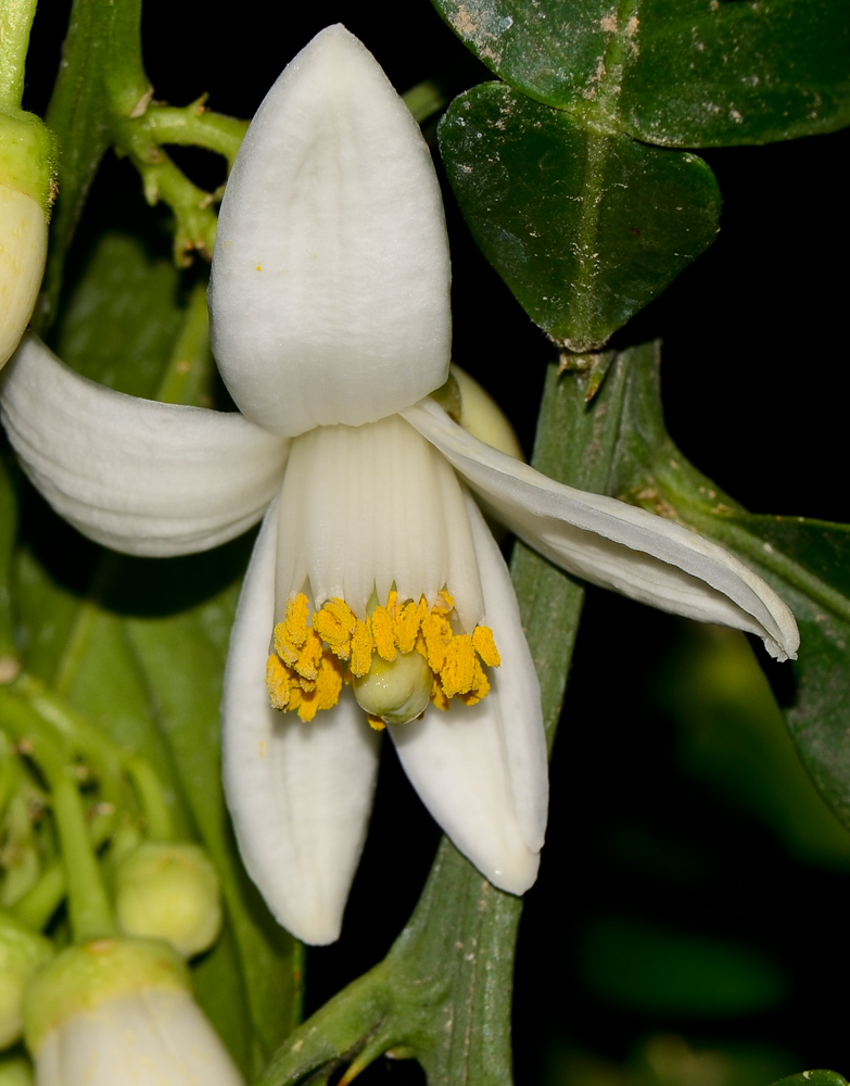 Изображение особи Citrus &times; paradisi.