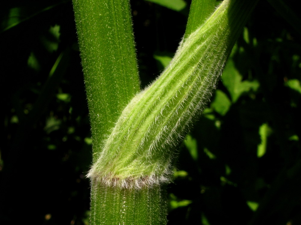 Изображение особи Anthriscus sylvestris.