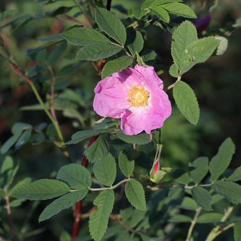 Image of Rosa cinnamomea specimen.