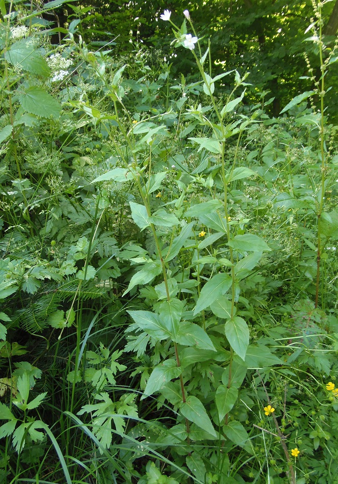 Image of Epilobium montanum specimen.