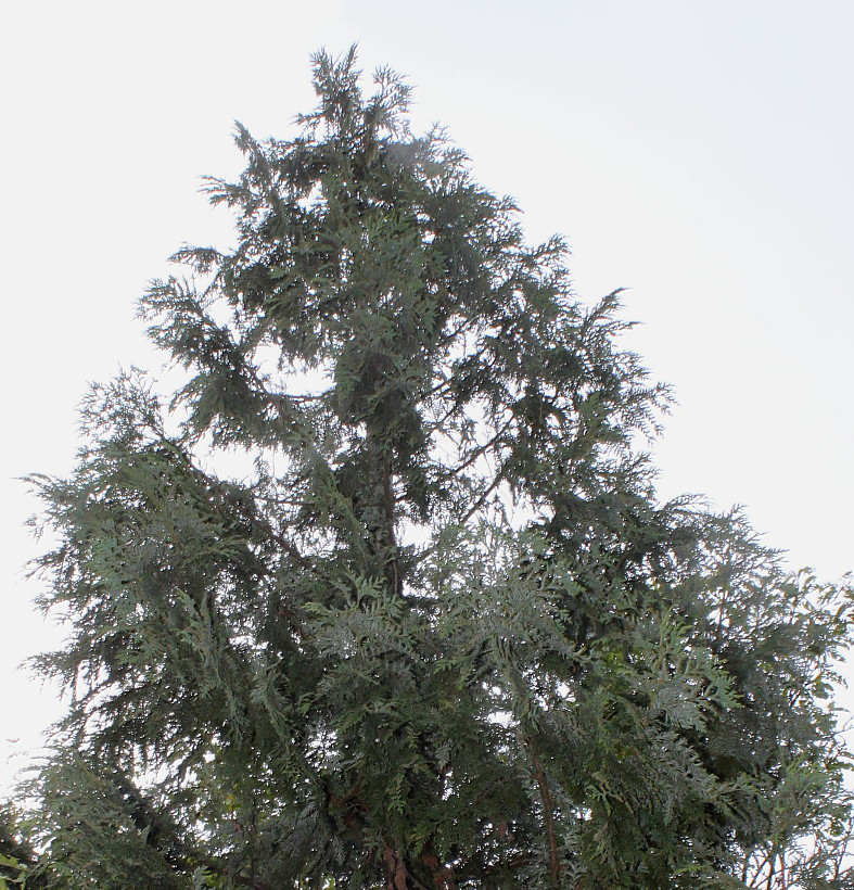 Image of Thuja koraiensis specimen.