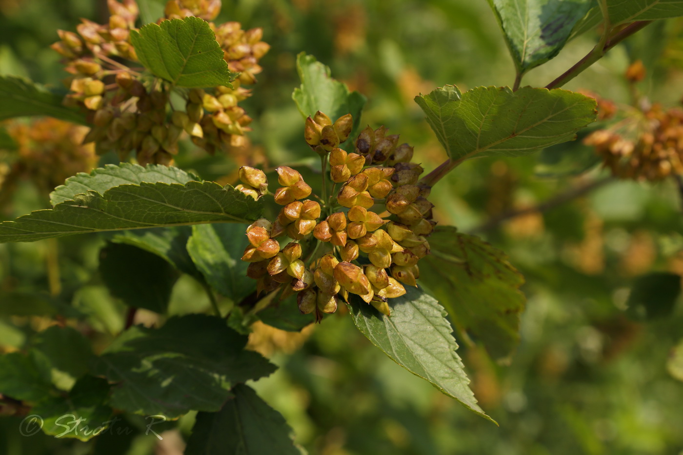 Image of Physocarpus opulifolius specimen.