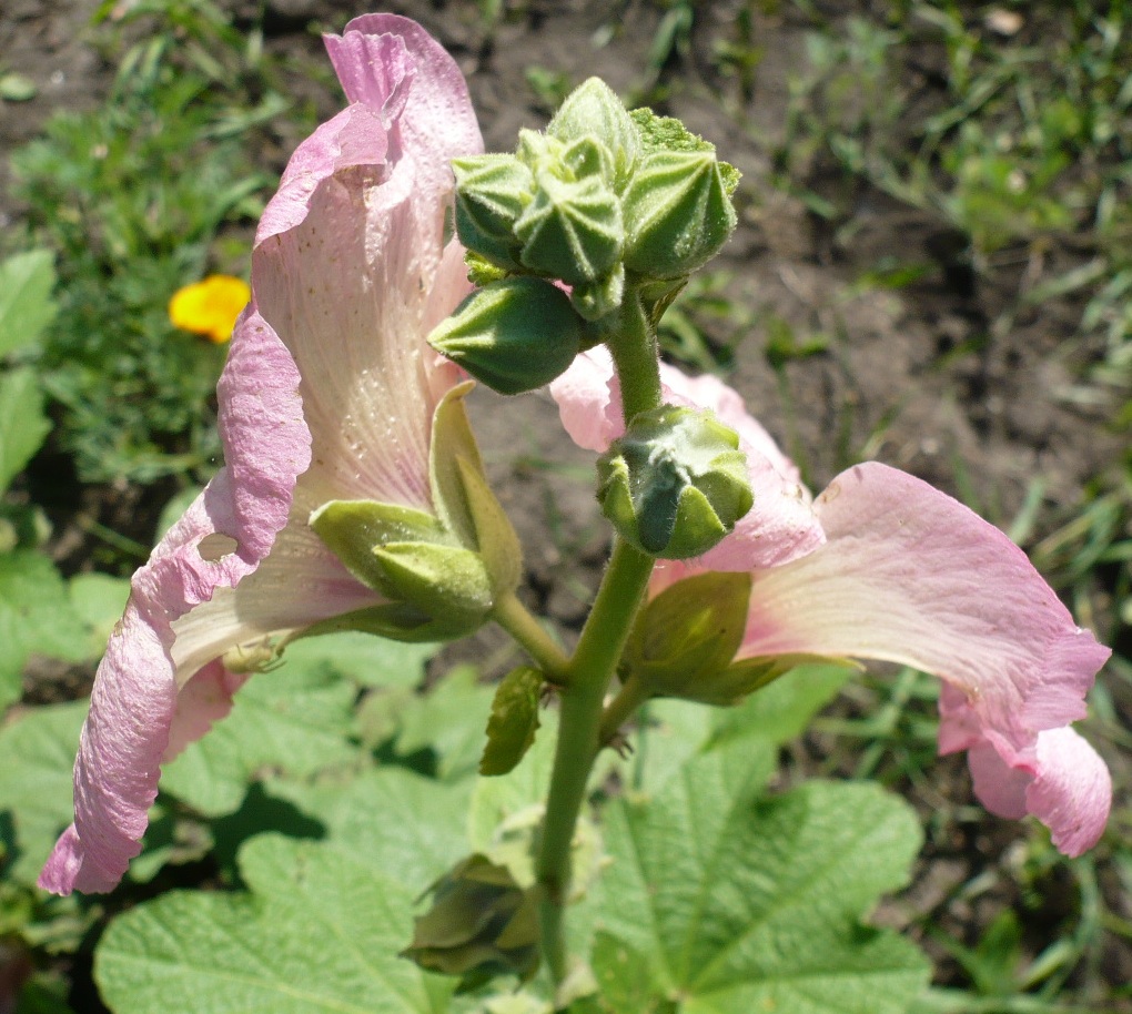 Image of Alcea rosea specimen.