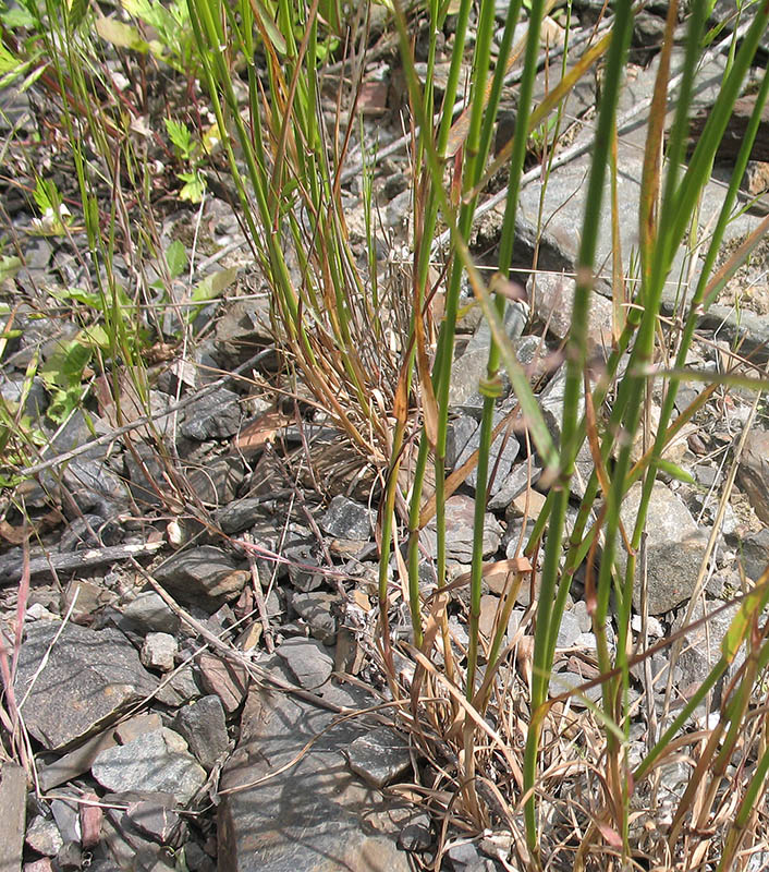 Изображение особи Poa palustris.