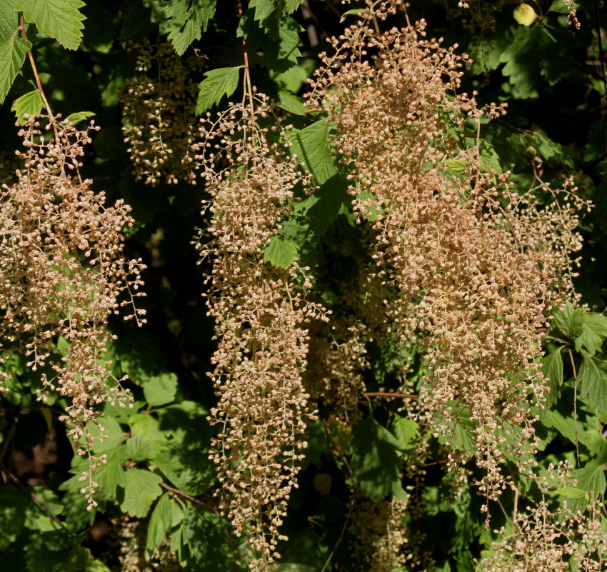 Image of Holodiscus discolor specimen.