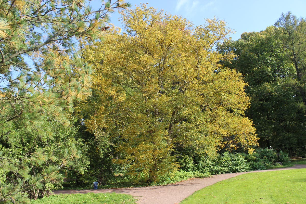 Image of Betula ermanii specimen.