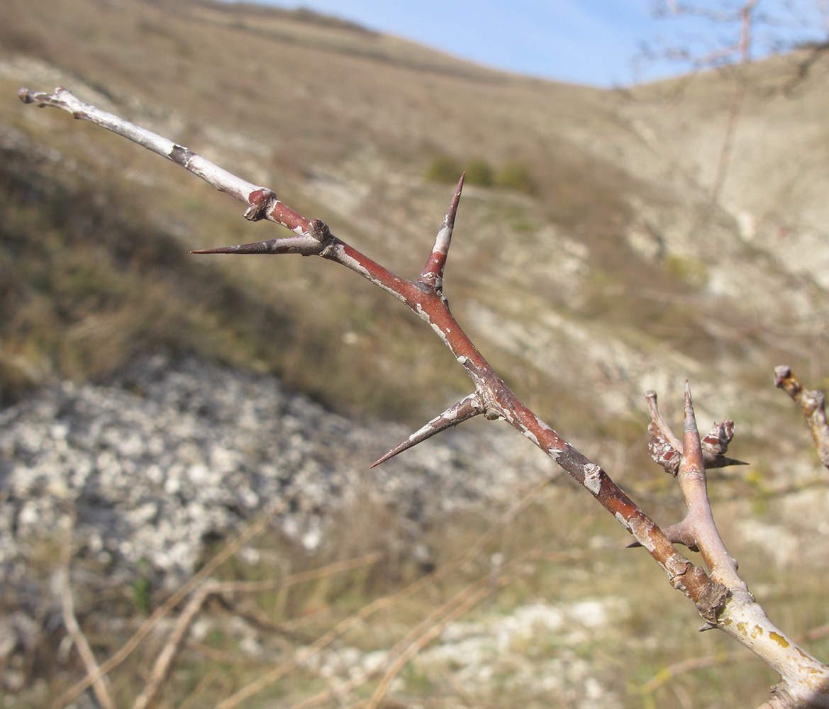 Image of Crataegus monogyna specimen.