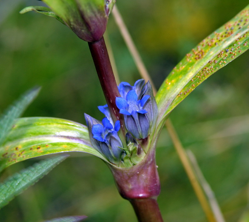 Image of Gentiana macrophylla specimen.