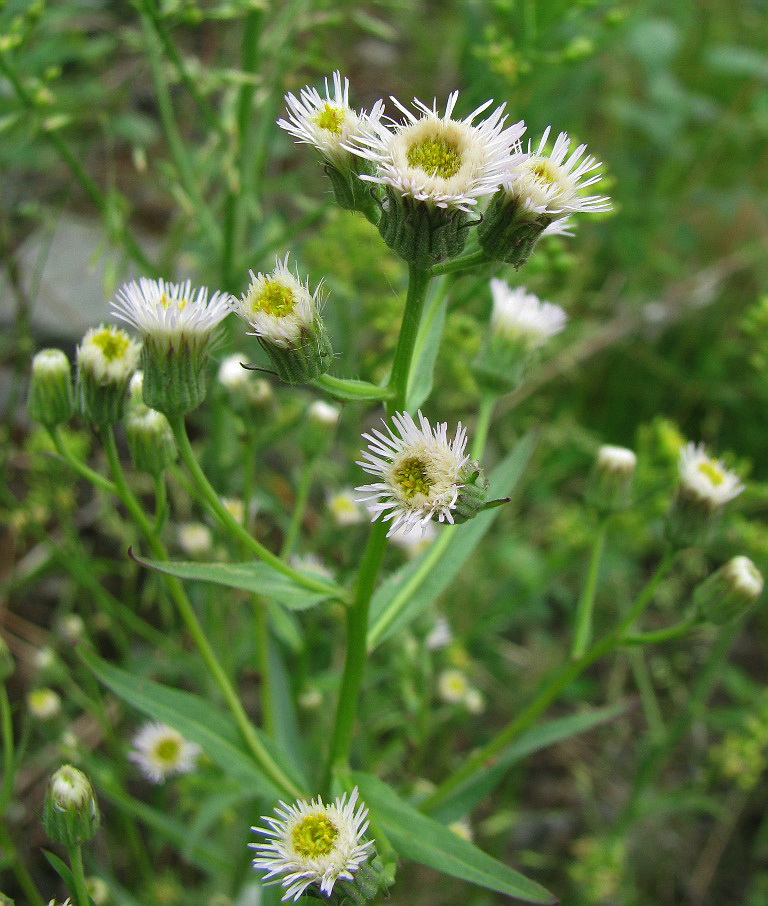 Image of Erigeron politus specimen.