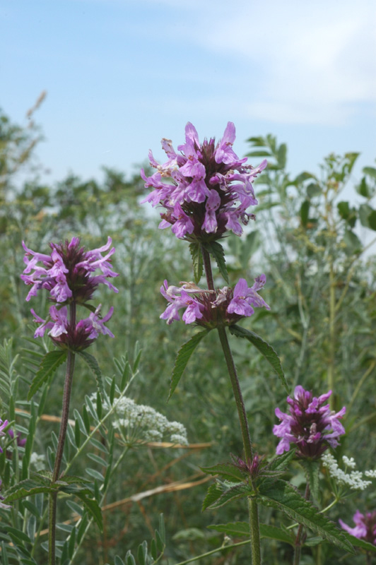 Image of Betonica betoniciflora specimen.