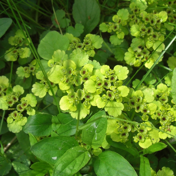 Изображение особи Chrysosplenium alternifolium.