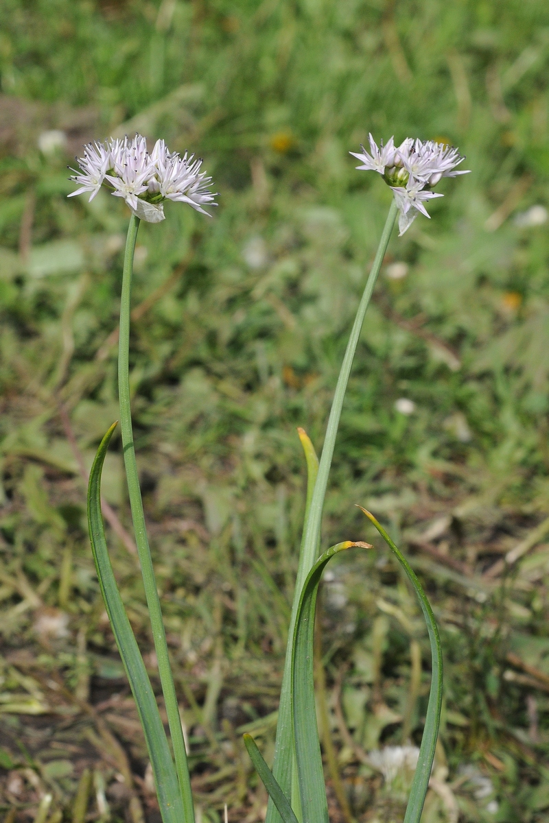 Изображение особи Allium nevii.